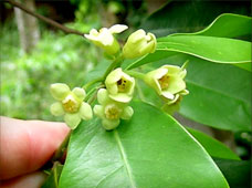 flowers of aquilaria