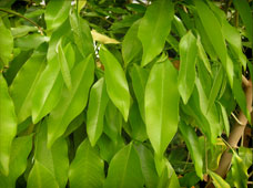 leaves of aquilaria